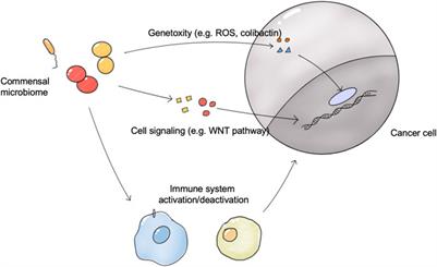 Human Microbiome and Its Medical Applications